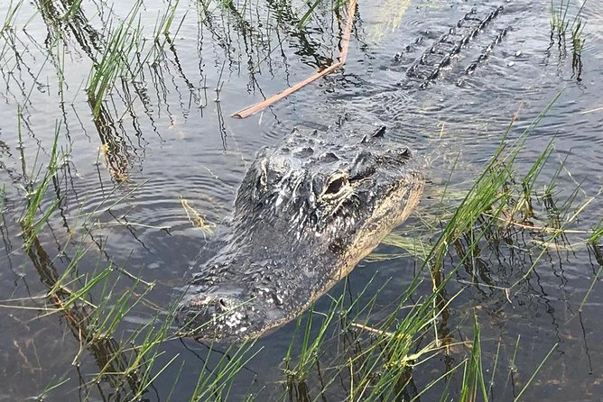 Everglades Airboat Safari Adventure With Transportation - Exploring the Everglades by Airboat
