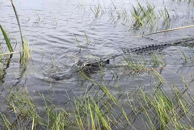 Everglades Airboat Safari Adventure With Transportation - Transportation and Park Entrance