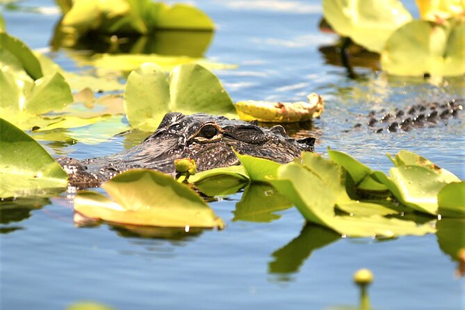 Everglades Airboat Tour in Fort Lauderdale - Preserving the Everglades Biodiversity