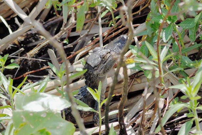Everglades Airboat Tour Near Orlando Florida - Meeting and Pickup