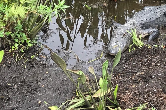 Everglades Airboat Tour Near Orlando Florida - Additional Info