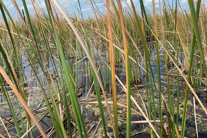 Everglades Airboat Tour With Roundtrip Transportation From Miami - Tips for a Great Experience