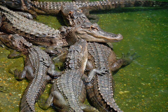 Everglades Airboat Tour With Roundtrip Transportation From Miami - Frequently Asked Questions