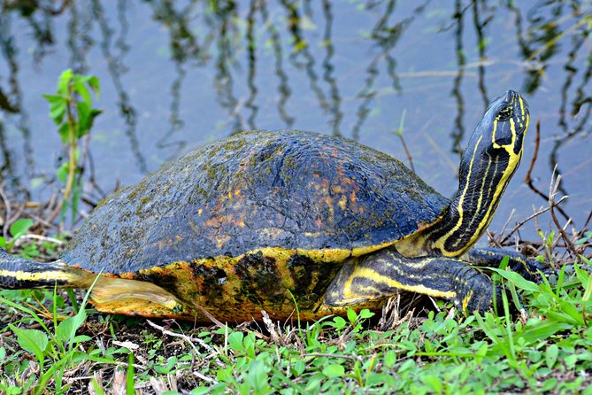 Everglades Airboat, Wildlife Experience With Roundtrip Transfer - Negative Traveler Reviews