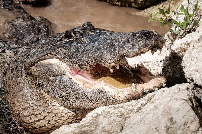 Everglades Airboat, Wildlife Experience With Roundtrip Transfer - Wildlife Sightings and Presentations