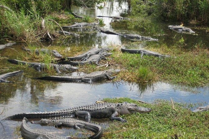 Everglades Alligator Airboat Adventure in Miami - Meeting and Pickup Information