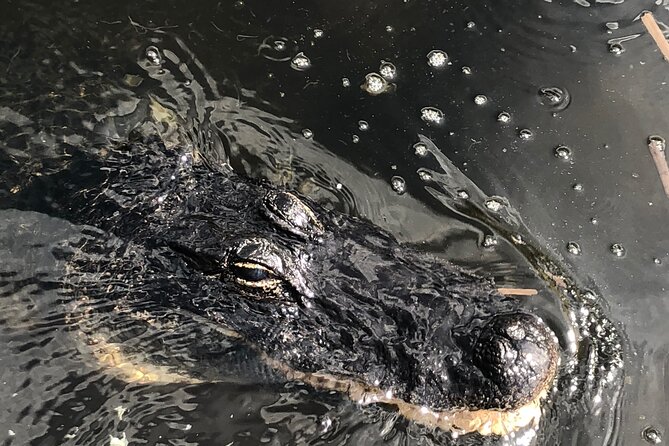 Everglades Alligator Airboat Adventure in Miami - How to Prepare for the Adventure