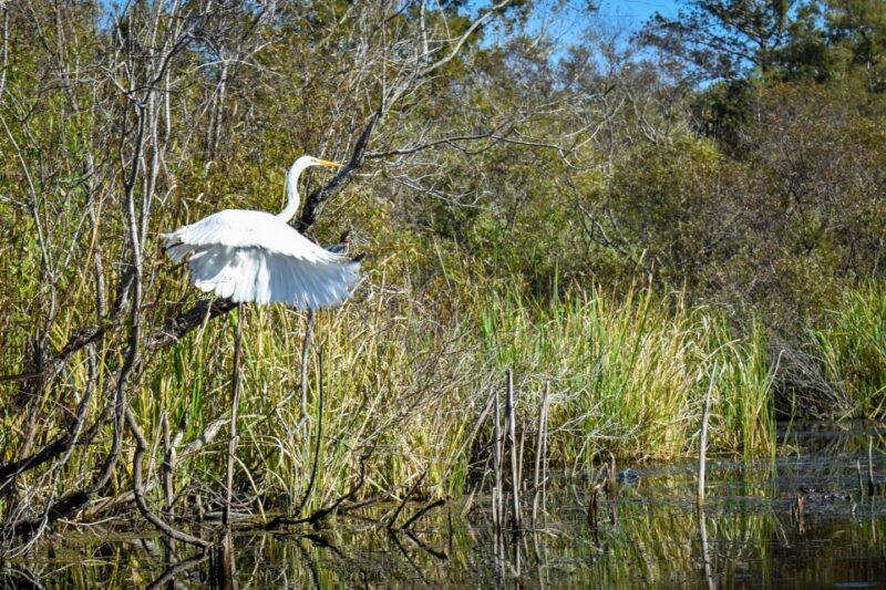 Everglades City: Guided Kayaking Tour of the Wetlands - Activity Highlights