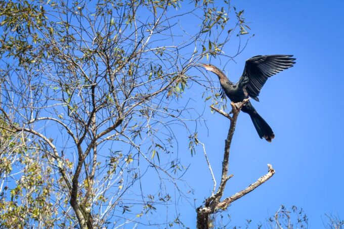 Everglades City: Guided Kayaking Tour of the Wetlands - Customer Feedback
