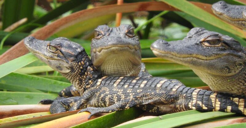 Everglades Day Safari From Fort Lauderdale - Key Points
