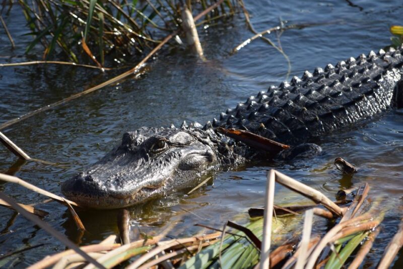 Everglades Day Safari From Fort Lauderdale - Itinerary and Activities