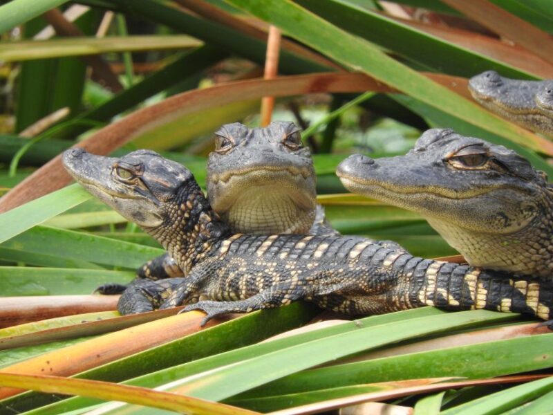 Everglades Day Safari From Fort Lauderdale - Important Information