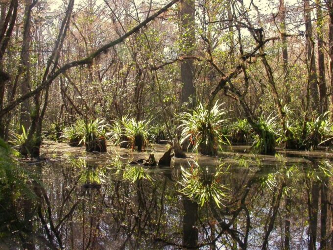 Everglades Day Safari From Fort Lauderdale - Customer Reviews