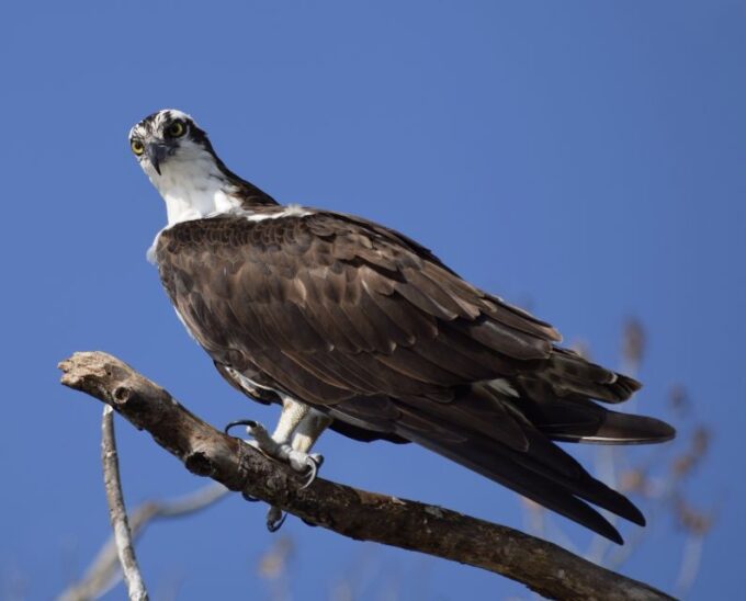 Everglades Day Safari From Fort Lauderdale - Frequently Asked Questions