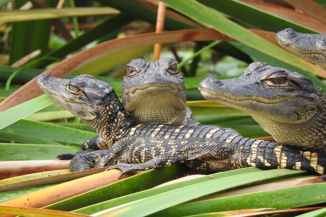 Everglades Day Safari From Fort Myers/Naples Area - Tour Duration and Accessibility