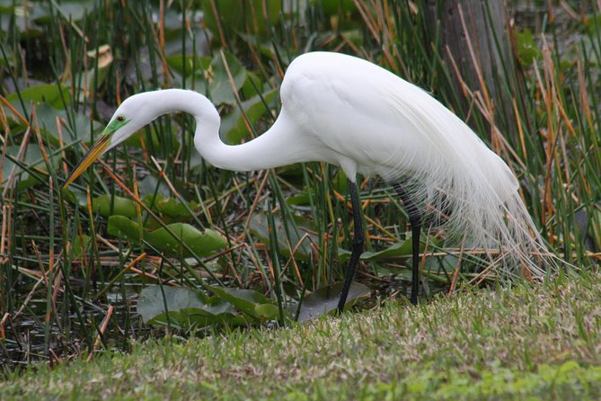Everglades Day Safari From Fort Myers/Naples Area - Tour Highlights