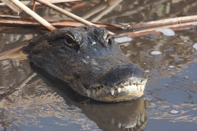 Everglades Day Safari From Ft Lauderdale - Detailed Itinerary
