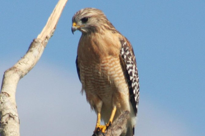 Everglades Day Safari From Ft Lauderdale - Transportation and Guides