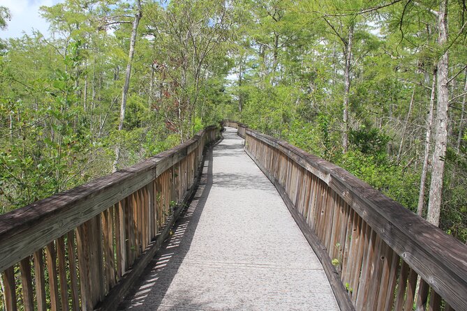 Everglades Day Safari From Miami - Wildlife Spotting