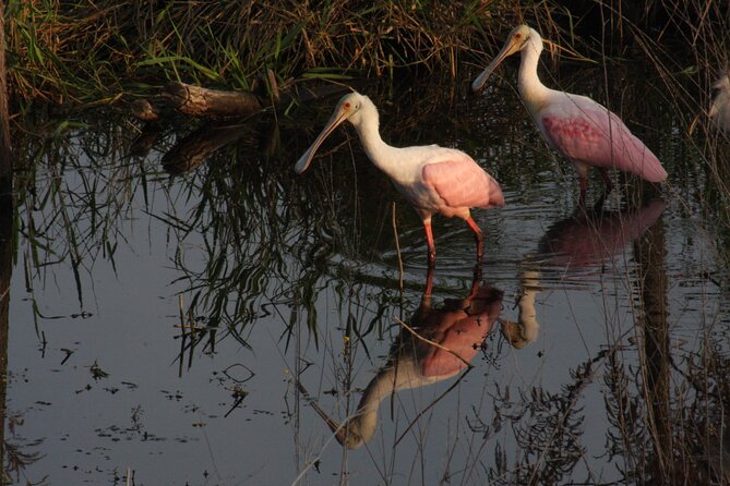 Everglades Day Safari From Miami - Tour Experiences