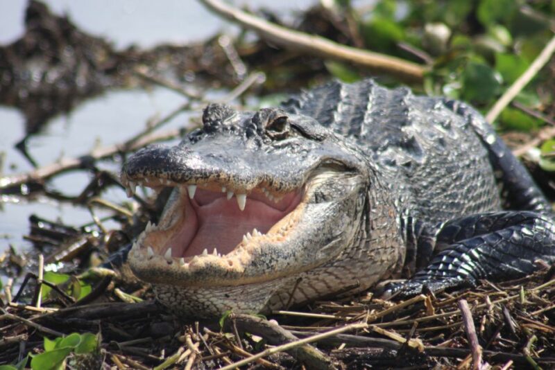 Everglades Day Safari From Sanibel, Fort Myers & Naples - Key Points