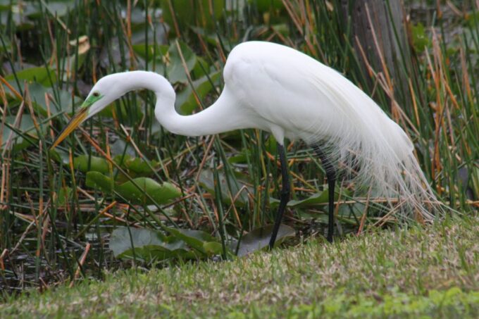 Everglades Day Safari From Sanibel, Fort Myers & Naples - Boat and Airboat Rides