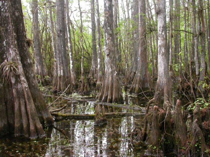 Everglades Day Safari From Sanibel, Fort Myers & Naples - Dining Experience