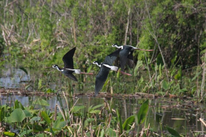 Everglades Day Safari From Sanibel, Fort Myers & Naples - Frequently Asked Questions
