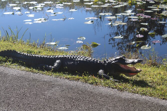 Everglades Eco Airboat Tour With Private Luxury Transportation - Accessibility and Recommendations
