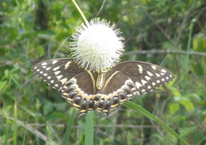 Everglades: Everglades Alligators and Orchids Kayak Eco Tour - Tour Overview and Pricing