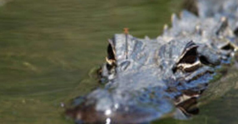 Everglades: Everglades Alligators and Orchids Kayak Eco Tour - Photo Opportunities and Picturesque Settings