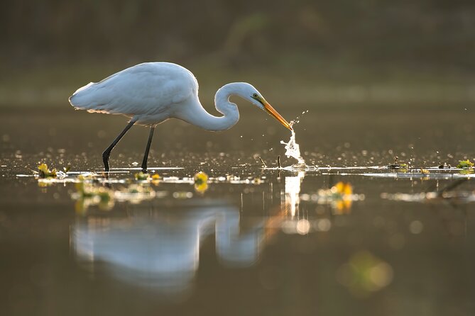 Everglades Explorer - Noosa Everglades Tour - Whats Included