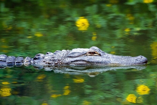 Everglades Express Small Group Tour From Miami With Airboat Ride - Scenic Everglades Vistas