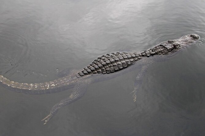 Everglades Express Small Group Tour From Miami With Airboat Ride - Glowing Customer Reviews