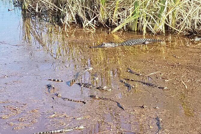 Everglades Florida Airboat Tour - FAQ
