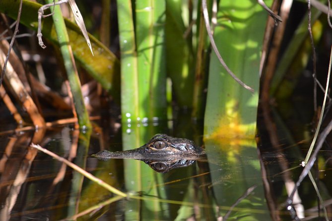 Everglades Kayak Safari Adventure Through Mangrove Tunnels - Comfortable and Stable Kayaks