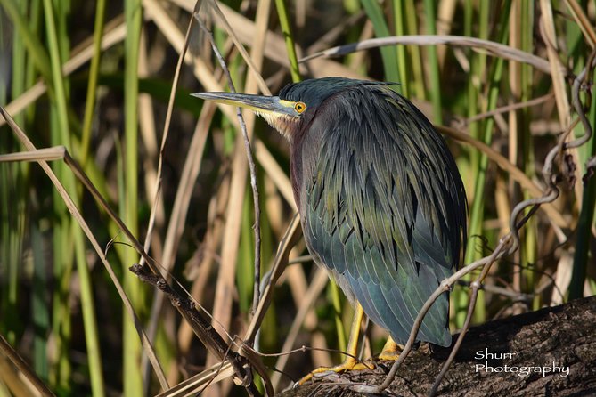 Everglades Kayak Safari Adventure Through Mangrove Tunnels - Logistics and Meeting Point