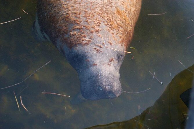 Everglades Manatee, Dolphin and Birding Boat Tour (2 hours) - Frequently Asked Questions