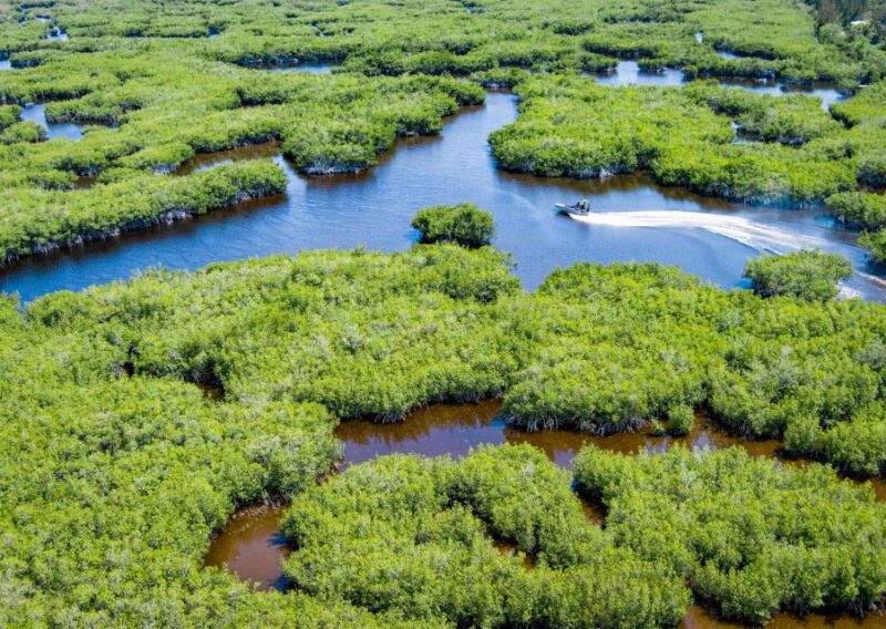Everglades: Mangrove Maze Airboat Tour and Boardwalk - Key Points