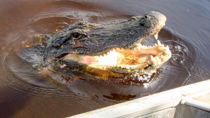Everglades: Mangrove Maze Airboat Tour and Boardwalk - Inclusions and Logistics