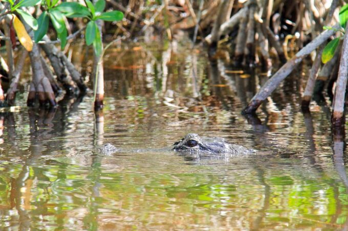Everglades: Mangrove Maze Airboat Tour and Boardwalk - Frequently Asked Questions