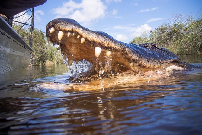 Everglades & Miami City Tour With Experienced Guide in Small Group - Discount on Other Tours