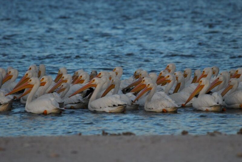 Everglades National Park: 2 Hour Dolphin & Birding Boat Tour - Wildlife Experience