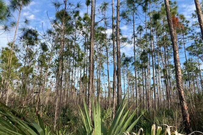 Everglades National Park: 3 Hikes + 90 minute Boat Tour + Lunch - A Closer Look at the Itinerary: What You Can Expect
