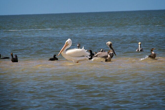 Everglades National Park: 3 Hikes + 90 minute Boat Tour + Lunch - Who Will Love This Tour?