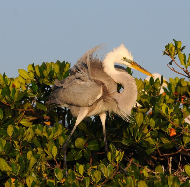 Everglades National Park 3-Hour Kayak Eco Tour - Tour Highlights