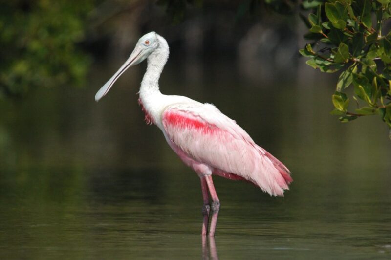 Everglades National Park 3-Hour Kayak Eco Tour - Guide Performance