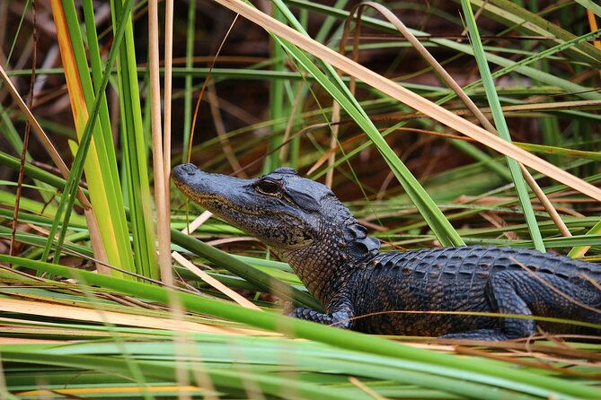 Everglades National Park & Airboat Tour With Roundtrip Transfer - Maximizing Wildlife Viewing Opportunities