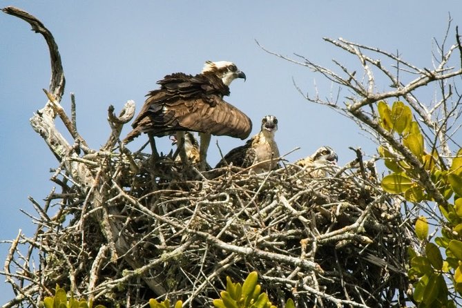 Everglades National Park Biologist Led Adventure: Cruise, Hike + Airboat - Pricing and Booking