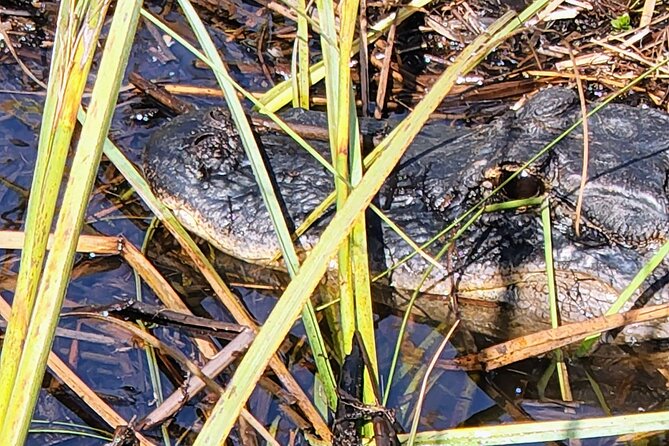 Everglades National Park Biologist Led Hike, 2 Boat Trips + Lunch - History, Culture, and Environment